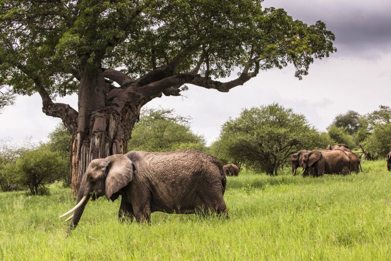 Tarangire Nationalpark