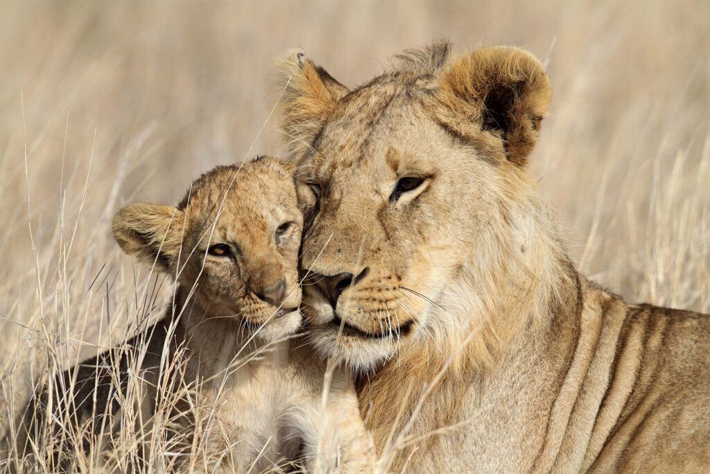 Löwin mit Jungem bei einer Safari in Tansania