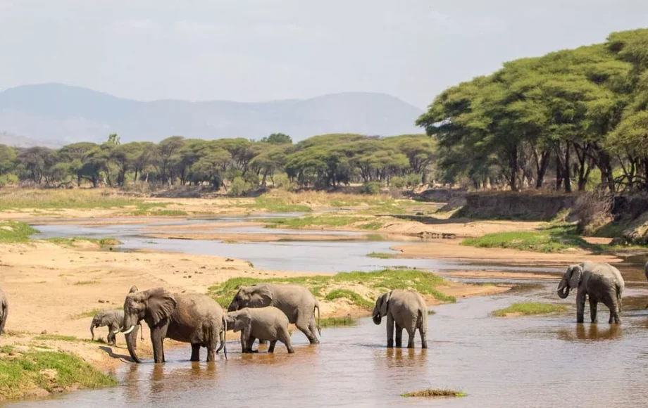 Elefanten im Ruaha Nationalpark in Tansania