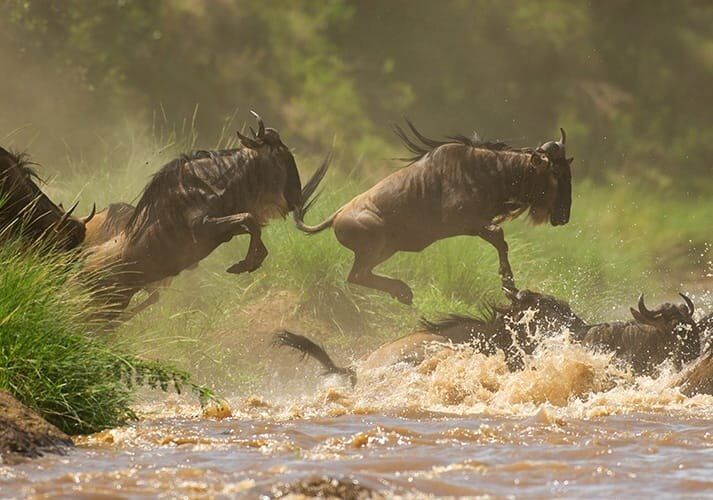 Serengeti Nationalpark (zentraler Westen/Osten)