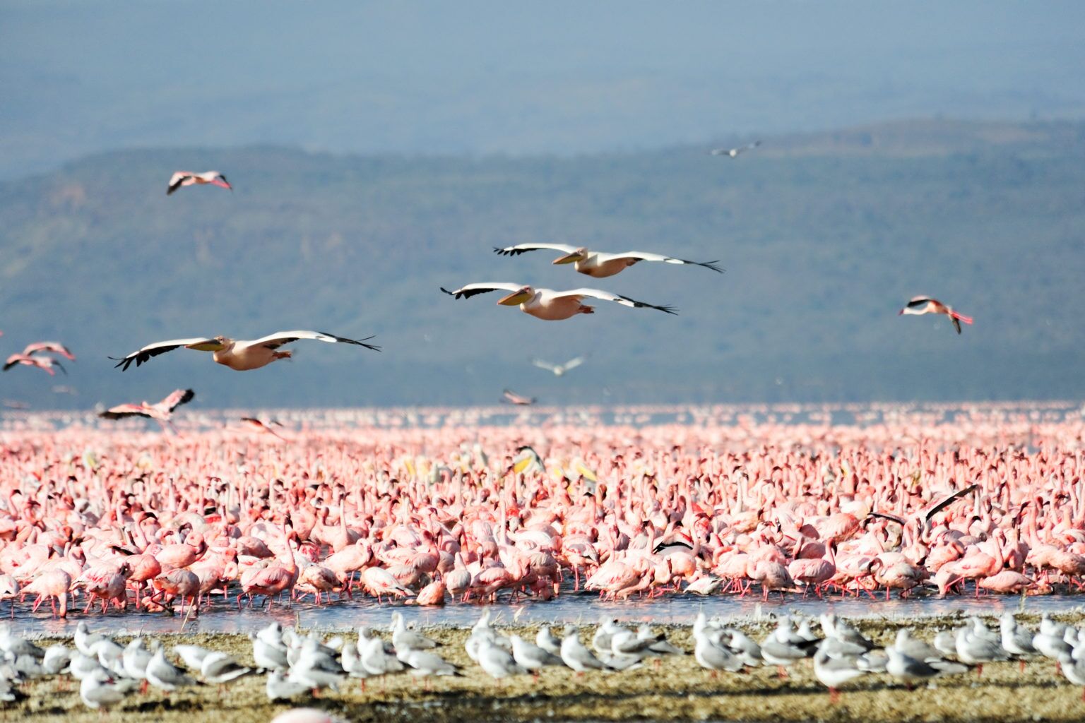 Lake Manyara Nationalpark