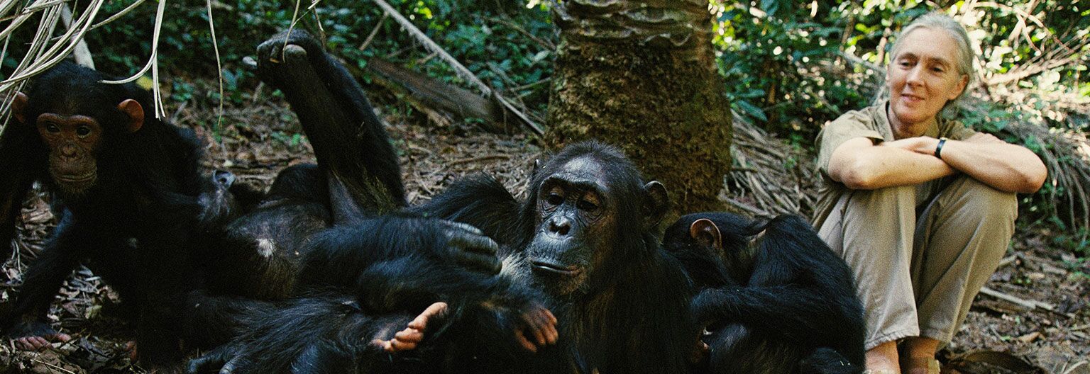 Frau mit beiger Kleidung sitzt im Wald und beobachtet Schimpansen