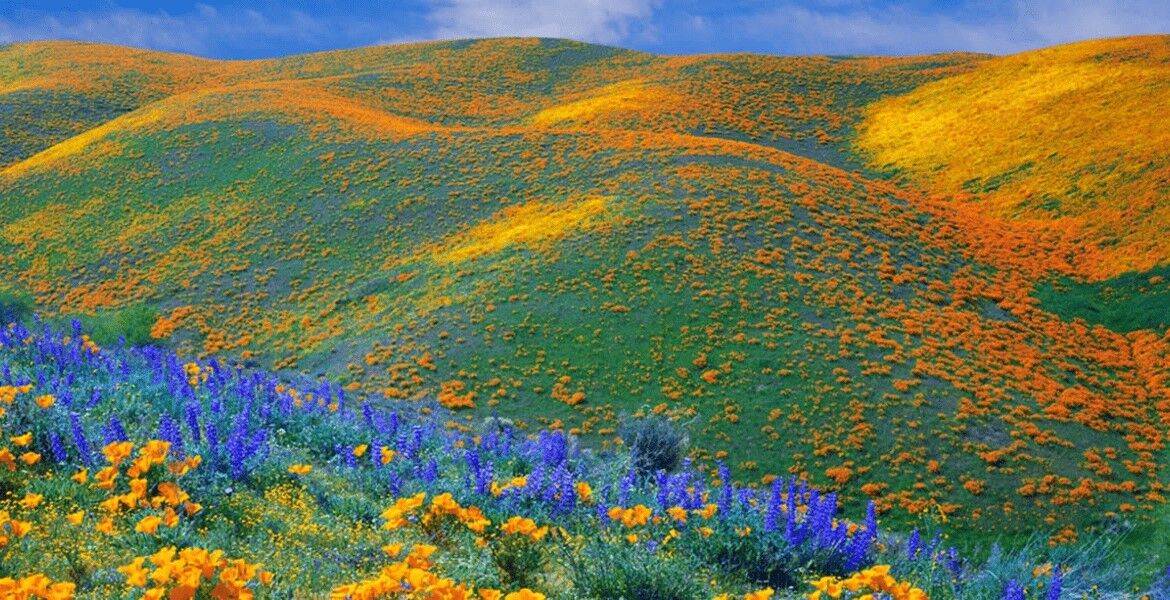 Gelbe und lila Blumen auf grünen Hügeln