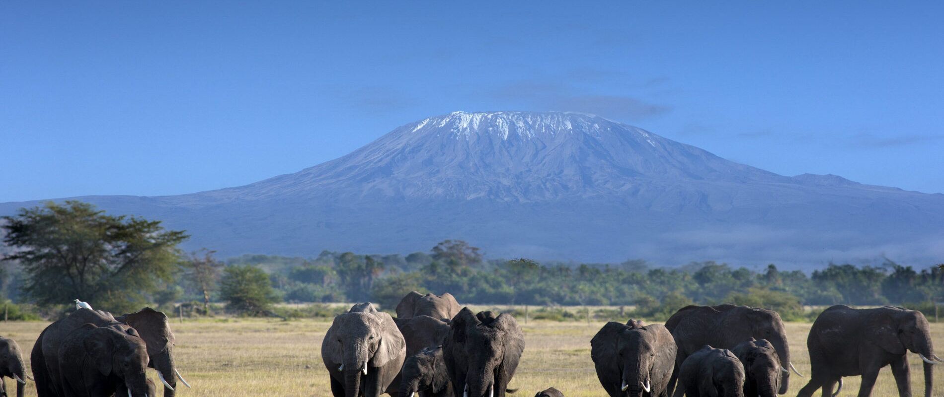 Elefantenherde mit Elefantenbaby vor Berg mit weißem Gipfel
