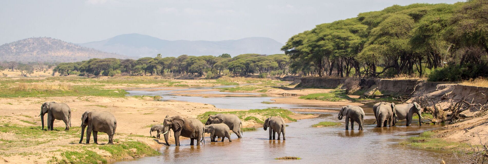 Elefantenherde im Fluss, hohe grüne Bäume und trockene Wiesen