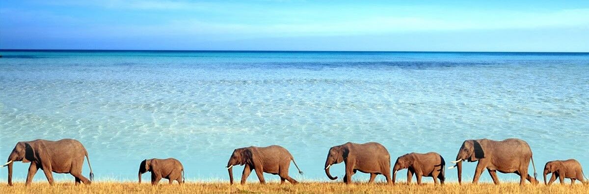 Elefantenherde mit Babyelefant am Strand vor dem blauen Meer