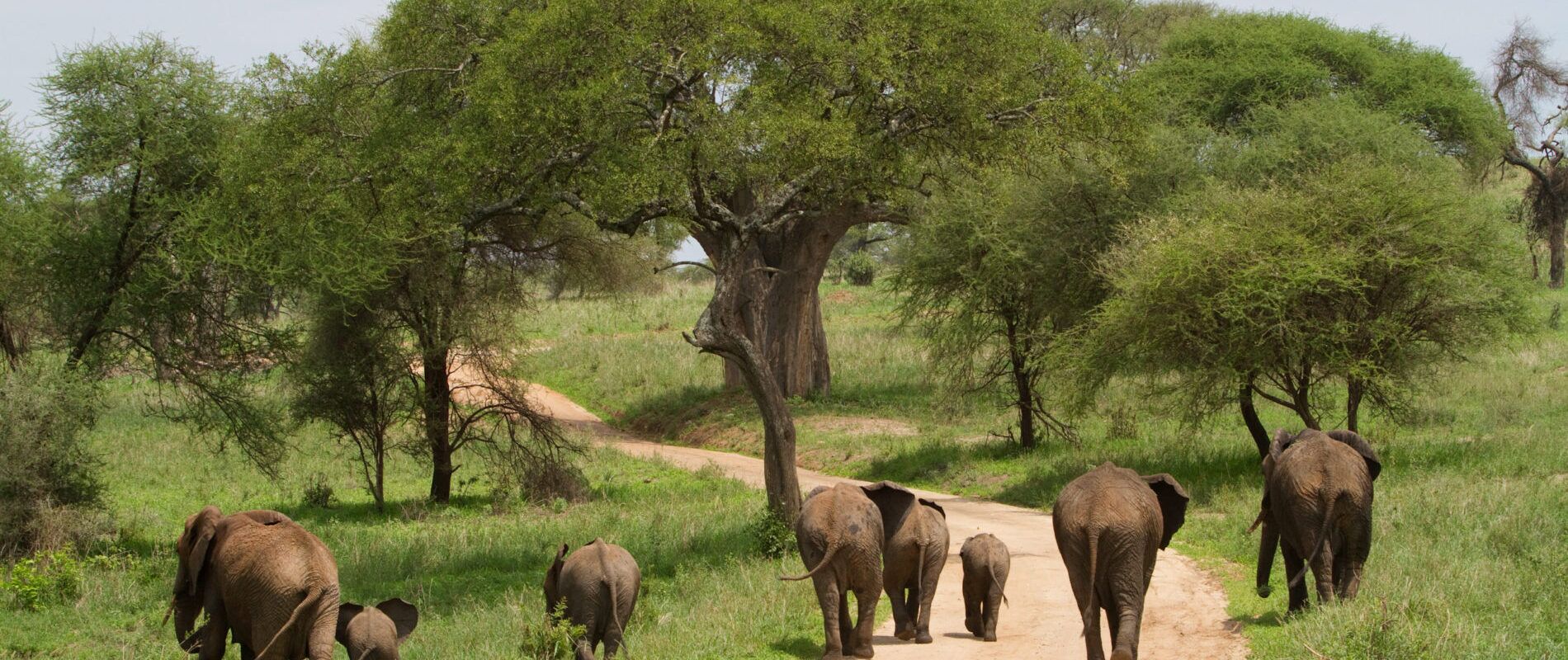 Elefantenherde mit Elefantenbaby von hinten auf einem Weg mit grüner Wiese und Bäumen