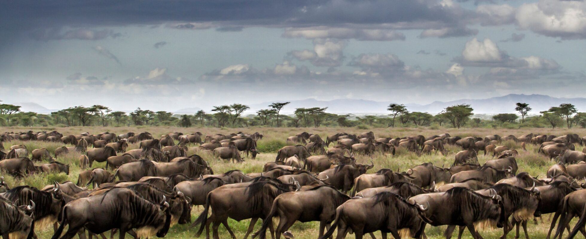 Große Tierwanderung in Tansania mit unzähligen Gnus