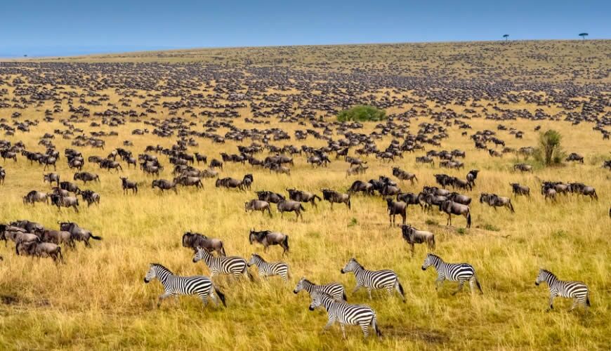 Masai Mara Nationalreservat Gnu Zebra