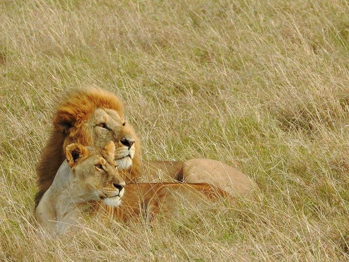 Löwe Safari