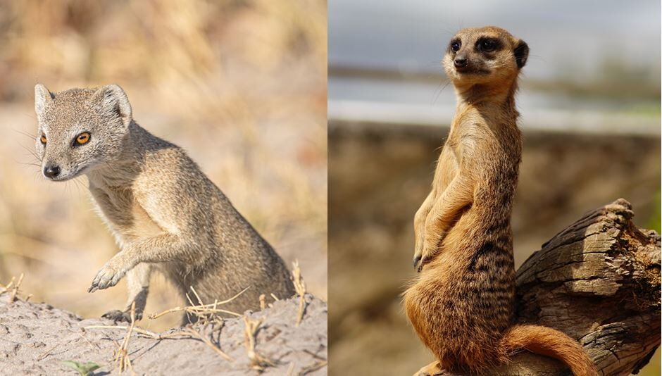 Manguste Erdmännchen Safari