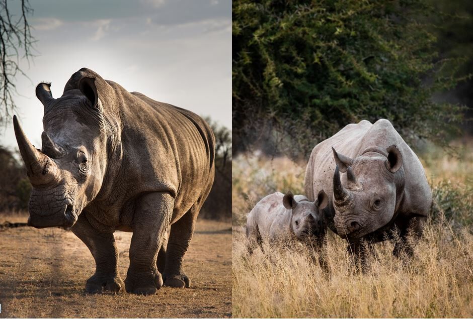 Nashorn Safari