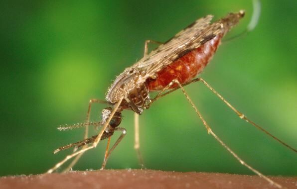 Anopheles Mücke Mosquito