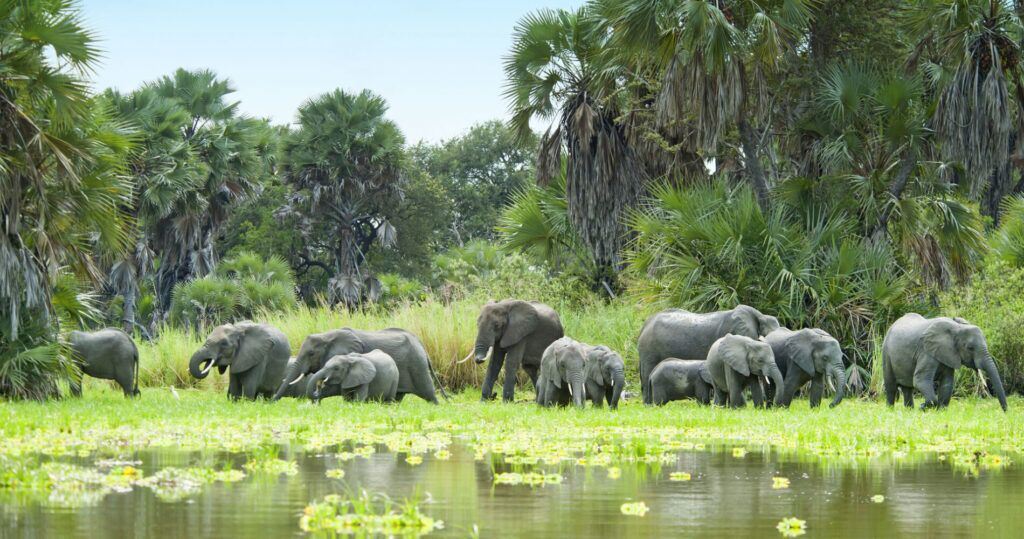 Elefantenherde steht im Wasser mit Seegras und Bäumen im Hintergrund