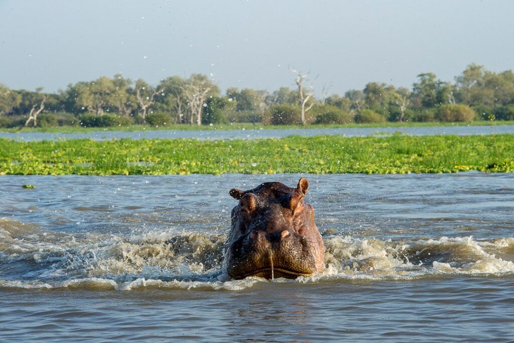 Flusspferd halb im Wasser untergetaucht, grüne Wiese und Bäume im Hintergrund
