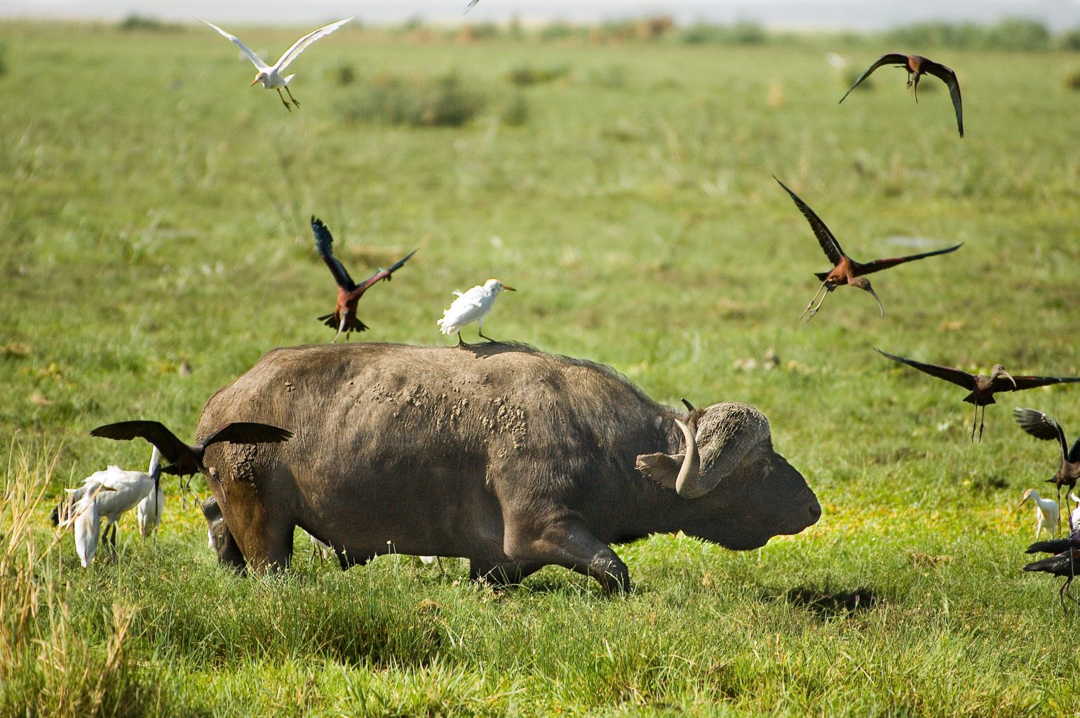 Lake Manyara Nationalpark